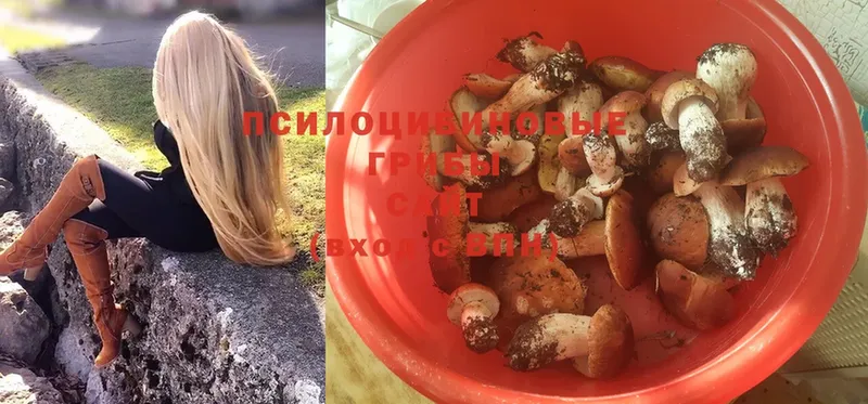 даркнет сайт  Ахтубинск  Псилоцибиновые грибы Psilocybe 